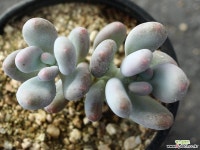 홍미인 군생 S0052 다육식물