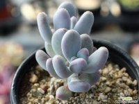 홍미인 군생 S0052 다육식물