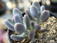 홍미인 군생 S0052 다육식물