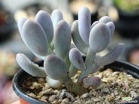 홍미인 군생 S0052 다육식물