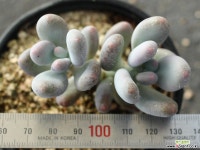 홍미인 군생 S0052 다육식물