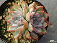 오리온 군생 S0077 다육식물