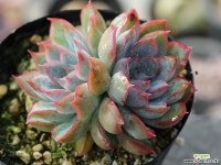 오리온 군생 S0077 다육식물