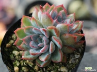 오리온 군생 S0077 다육식물