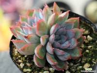 오리온 군생 S0077 다육식물