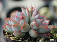 오리온 군생 S0077 다육식물