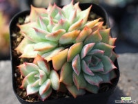 핑크팁스 군생 S0131 다육식물