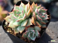 핑크팁스 군생 S0131 다육식물