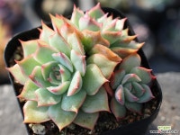 핑크팁스 군생 S0131 다육식물