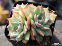 핑크팁스 군생 S0131 다육식물