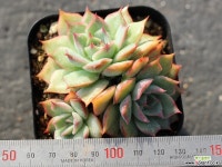 핑크팁스 군생 S0131 다육식물