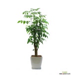 해피트리 happy tree 관엽식물 중대품