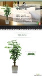 해피트리 happy tree 관엽식물 중대품