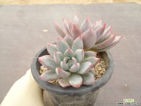 여미월 26- 다육식물