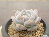 오렌지먼로 26-332 다육식물