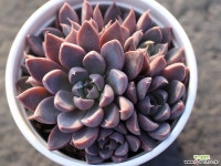 윈드오브체인지 군생 S0247 다육식물