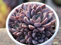 윈드오브체인지 군생 S0247 다육식물