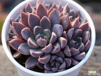 윈드오브체인지 군생 S0247 다육식물