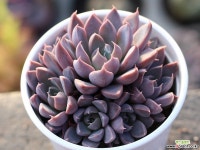 윈드오브체인지 군생 S0247 다육식물