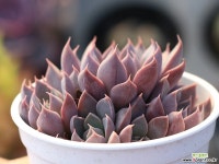 윈드오브체인지 군생 S0247 다육식물