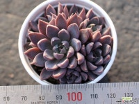 윈드오브체인지 군생 S0247 다육식물