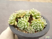 멕시코미니마 27-75 다육식물