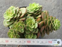 누다 군생 S0105 다육식물