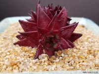 루밍철화 다육철화