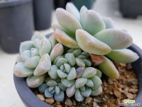 아이시시그린군생 166 다육식물