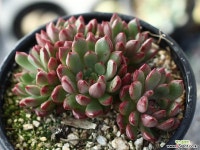 핑클루비 군생 S0024 다육식물