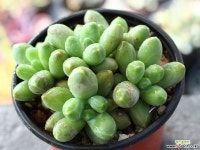 천대전송 군생 S0041 다육식물