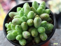 천대전송 군생 S0041 다육식물