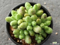 천대전송 군생 S0041 다육식물