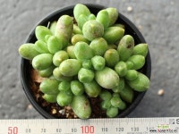 천대전송 군생 S0041 다육식물