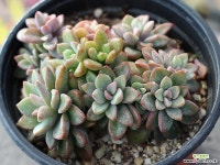 원종프리티 군생 S0099 다육식물