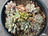 원종프리티 군생 S0099 다육식물