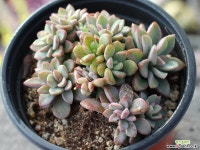 원종프리티 군생 S0099 다육식물