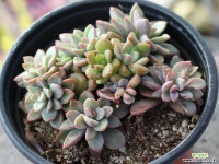 원종프리티 군생 S0099 다육식물