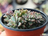 원종프리티 군생 S0099 다육식물