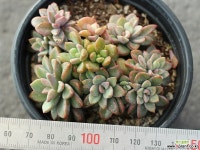 원종프리티 군생 S0099 다육식물