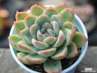 세뉴라 S0152 다육식물