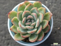 세뉴라 S0152 다육식물