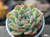 세뉴라 S0152 다육식물