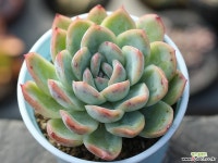 세뉴라 S0152 다육식물