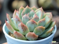 세뉴라 S0152 다육식물