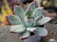 (신품종)블랙사바스 S0176 다육식물