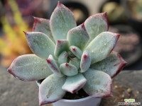 (신품종)블랙사바스 S0176 다육식물