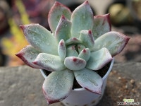 (신품종)블랙사바스 S0176 다육식물