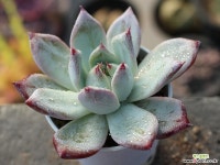 (신품종)블랙사바스 S0176 다육식물