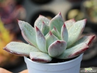 (신품종)블랙사바스 S0176 다육식물